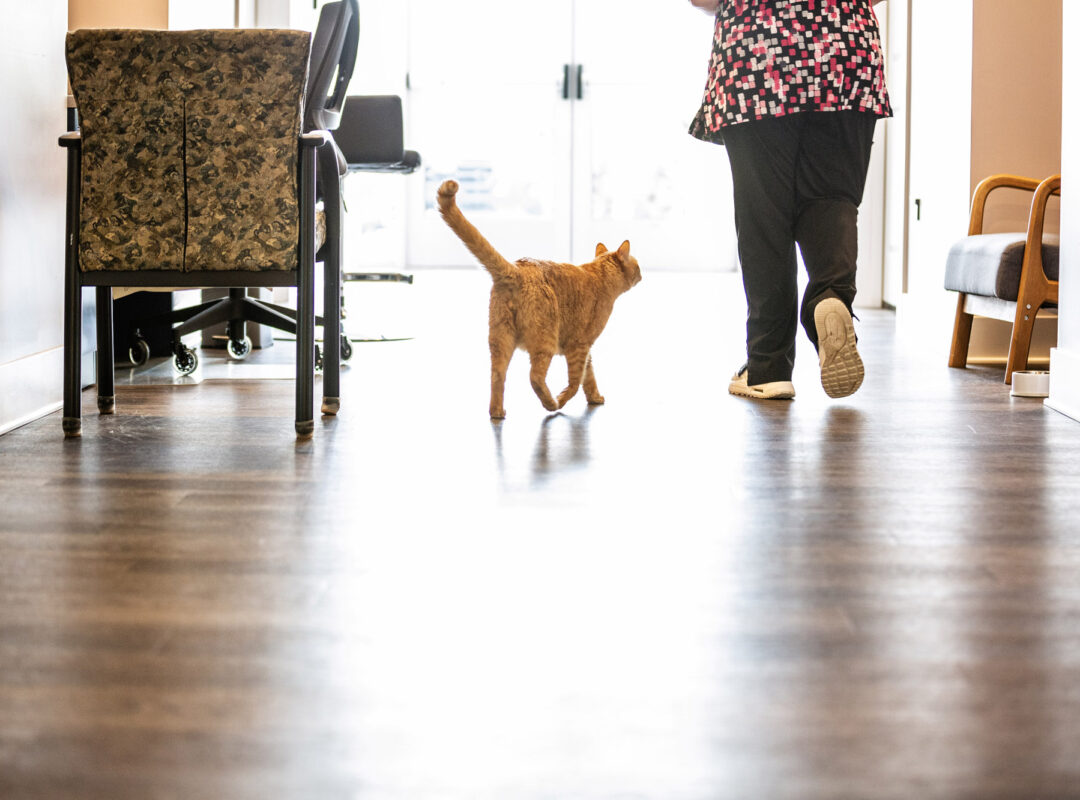 A low shot with a ginger cat and a person walking away from the camera.